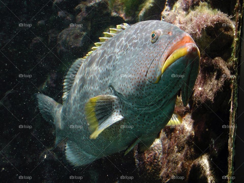 Bermuda Fish