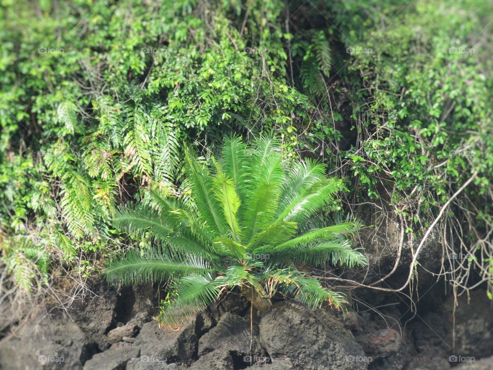 Palm trees on rocks on the shoreline.