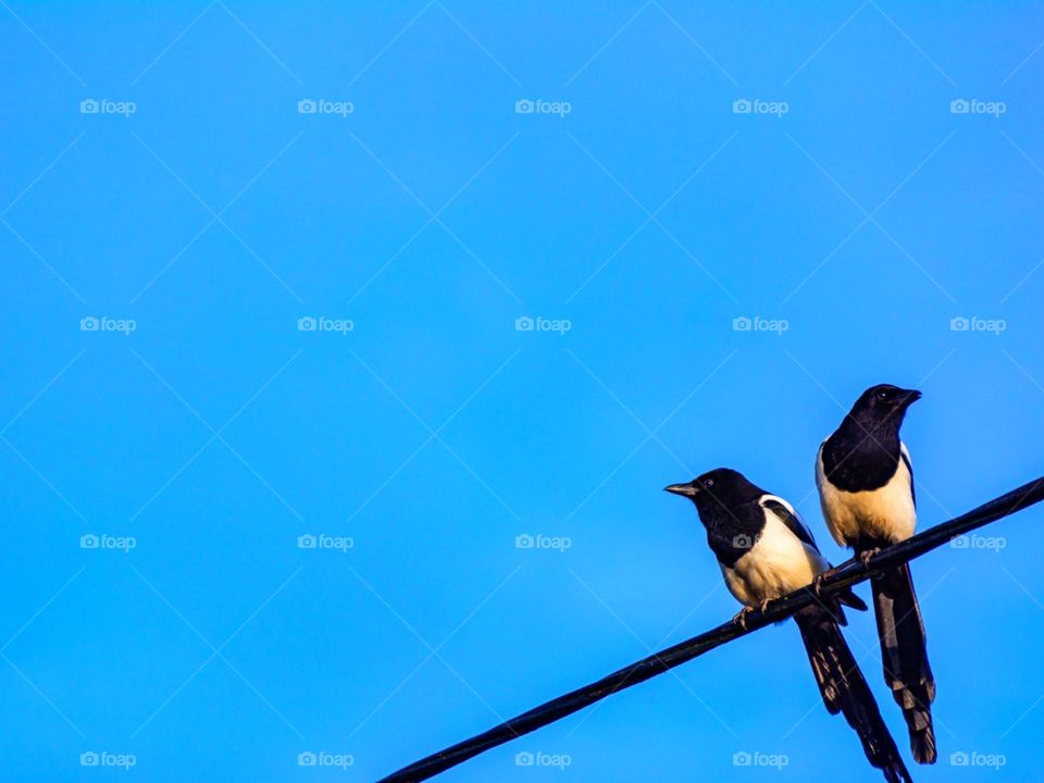 two birds perched on a electricity cable.