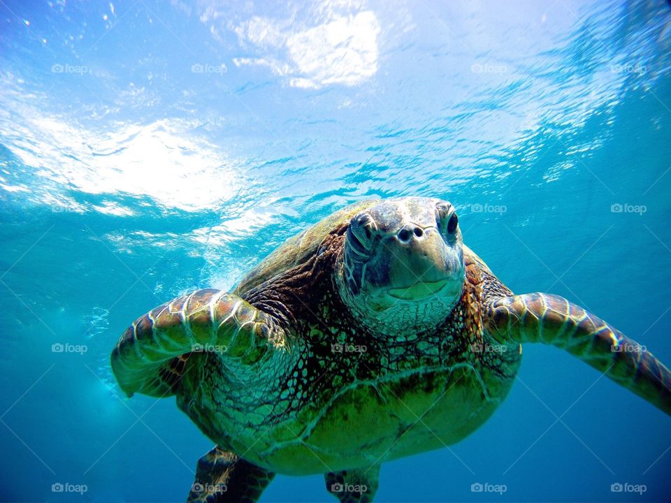 Winking Sea Turtle