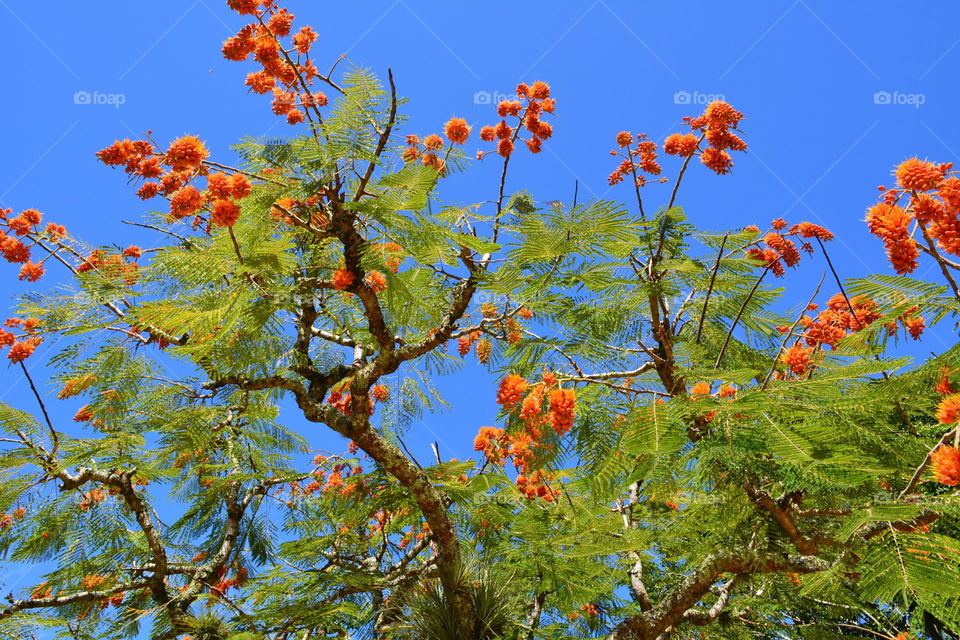 Mimosa tree blossoms