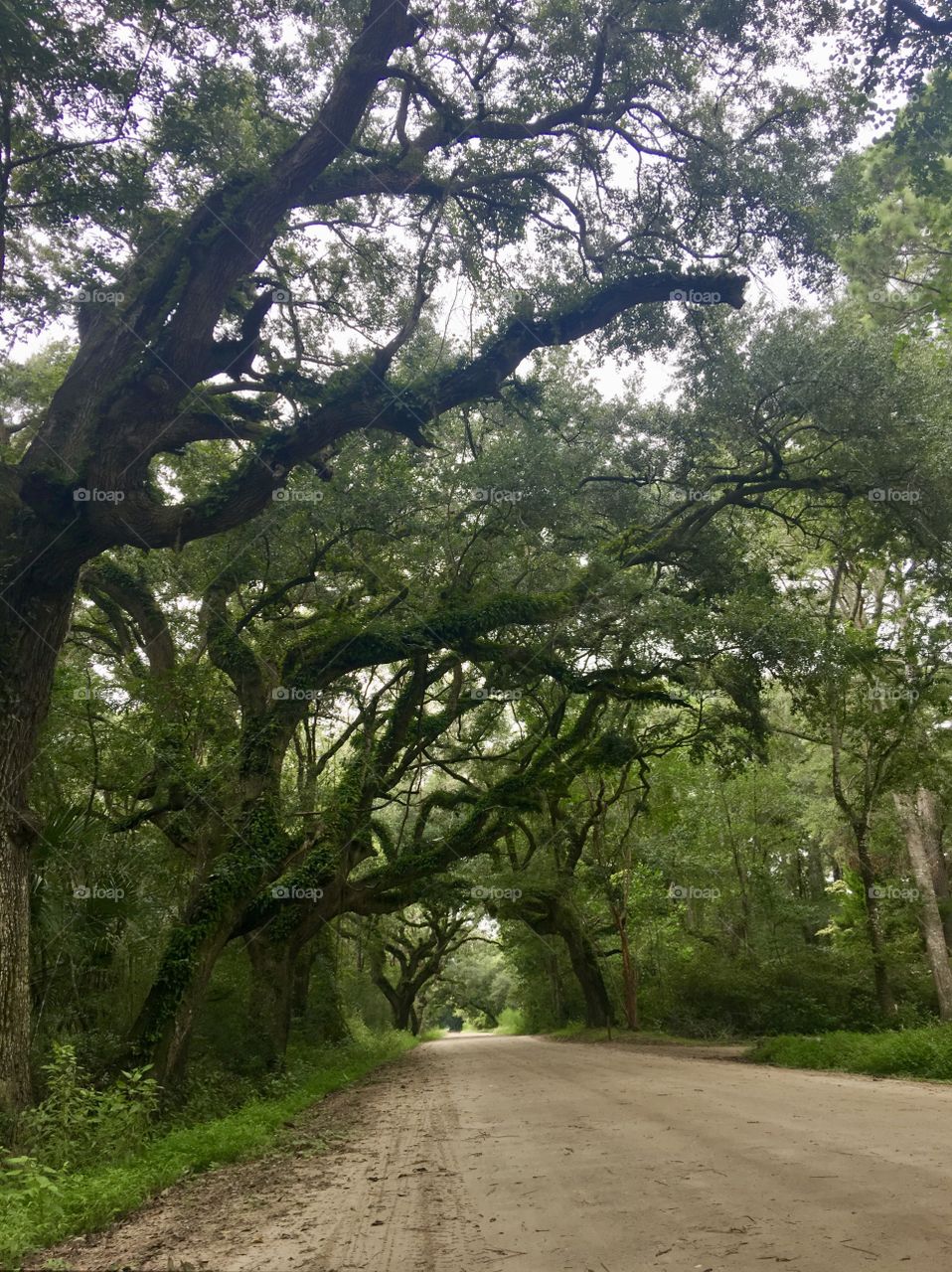 Spectacular Low Country Live Oaks Road 
