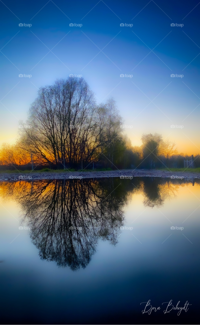 Reflection of a bare tree against a colorful gradient dusk sunset sky in the water surface of a puddle