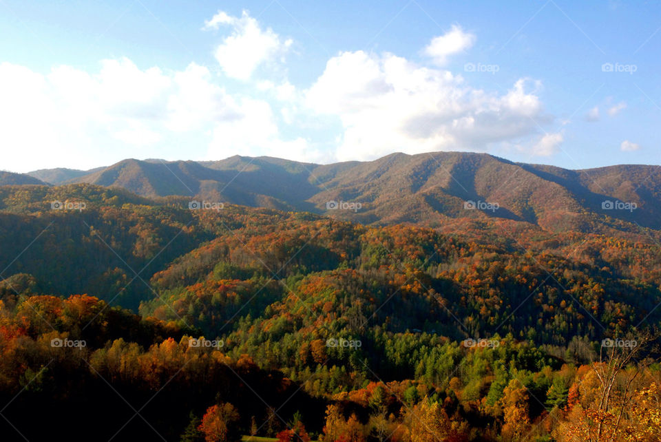 mountain tree trees forest by refocusphoto