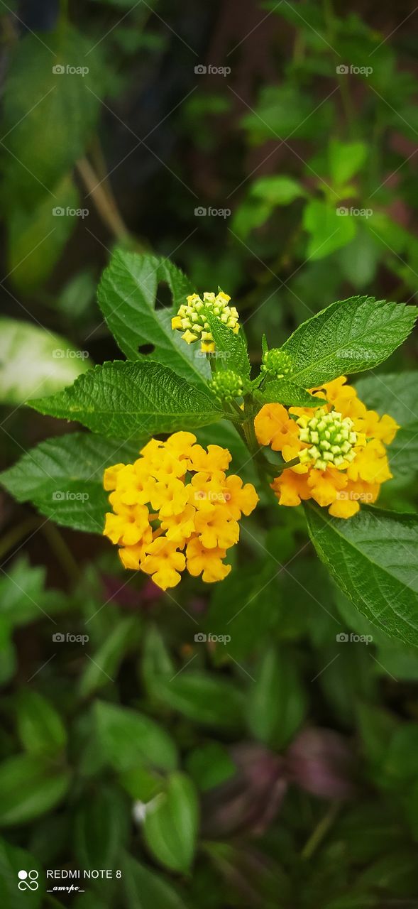This reminds me of the richness of an egg yolk and the brightness of the sun. And invasive plant that grows almost everywhere in India and almost all Tropical countries.