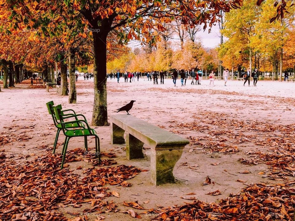 Pink autumn in Paris. Black bird enjoying people in the park. 