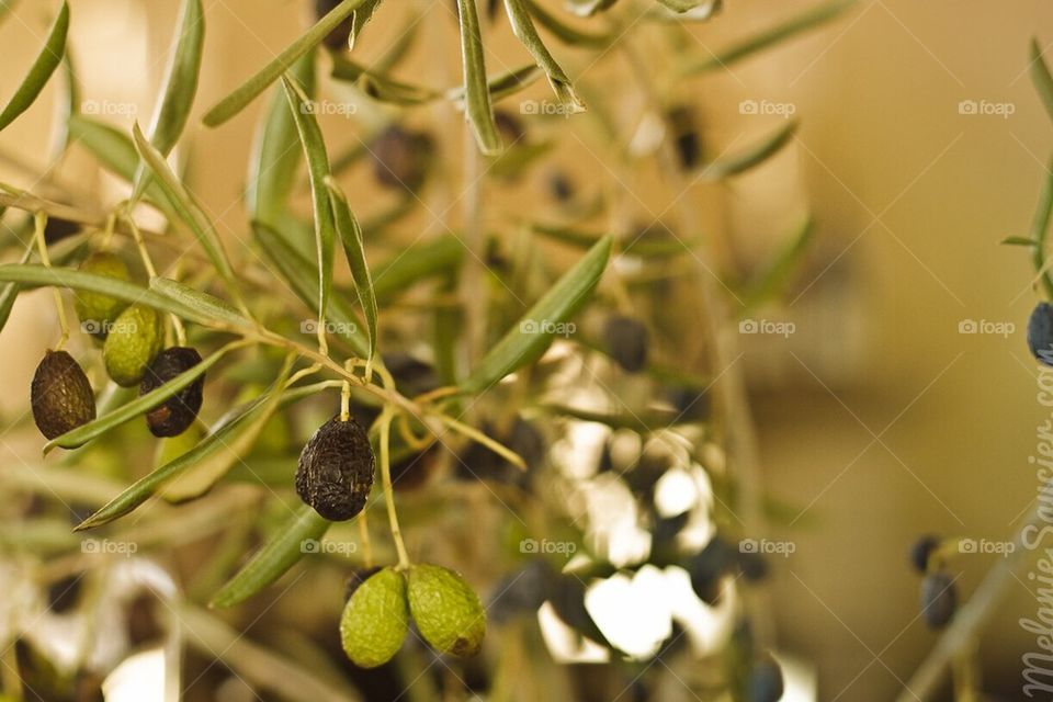 Olive Tree