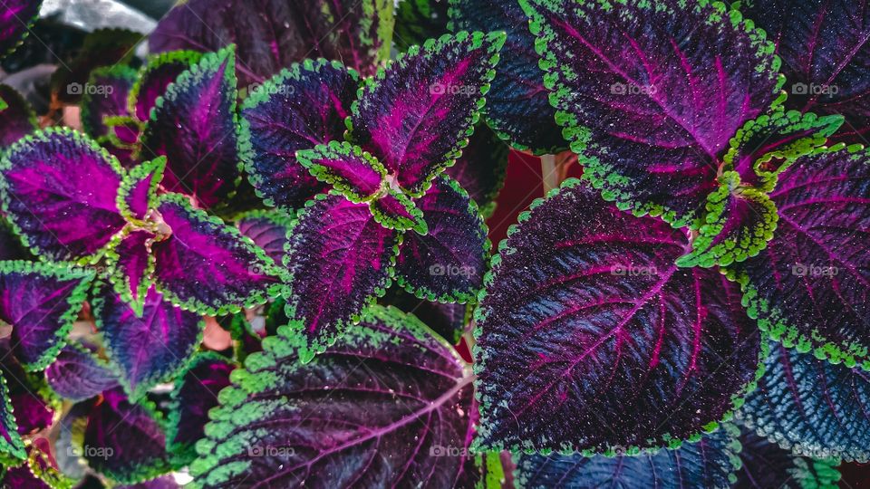 purple and green coleus