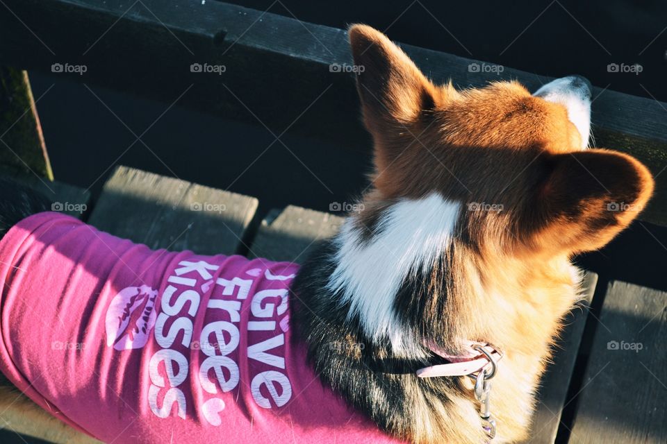 A cute dog out walking