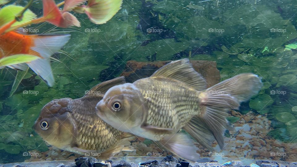 Oranda Goldfish are an interesting freshwater fish that bring a unique element of beauty to any aquarium. With the combination of their distinct head and colors, it’s hard to miss them!