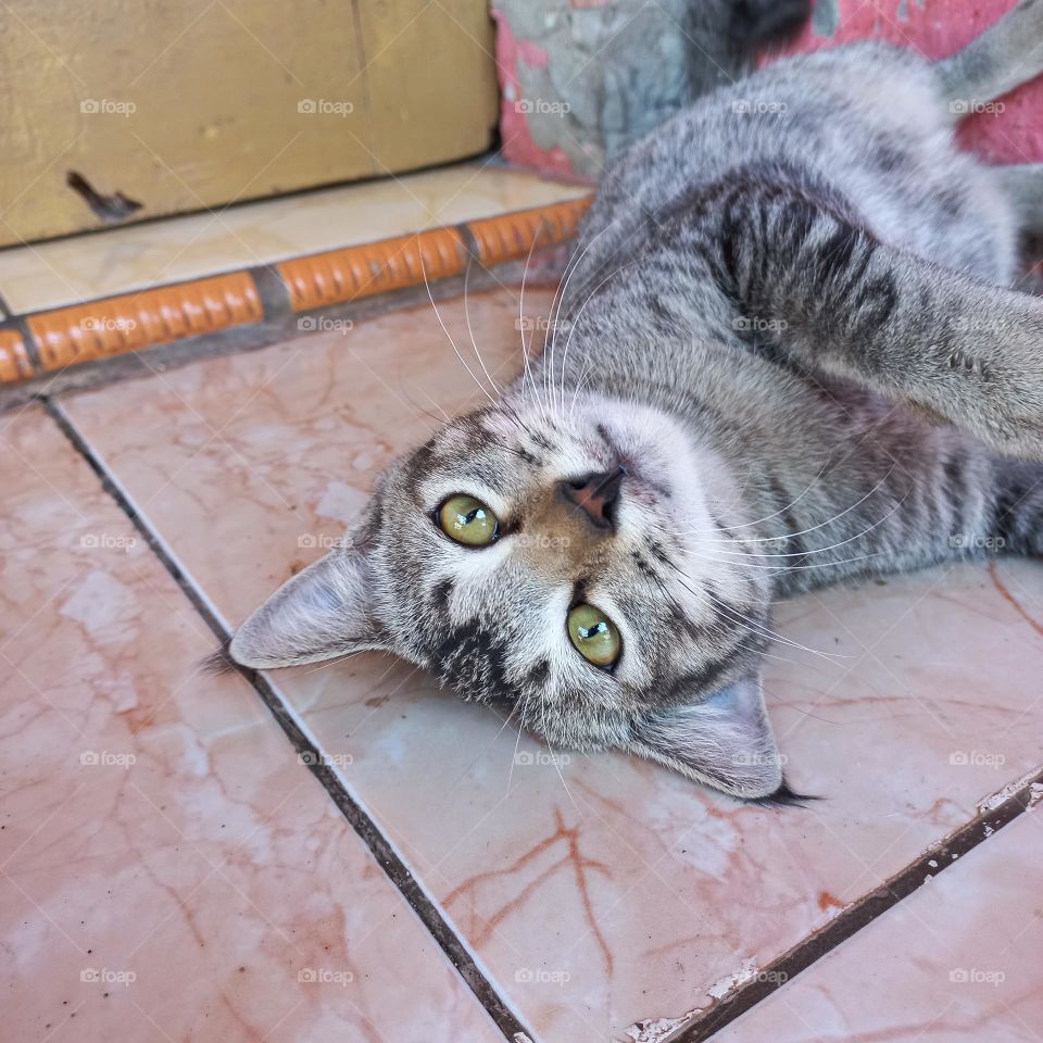 Cute cat lying down with sharp eyes
