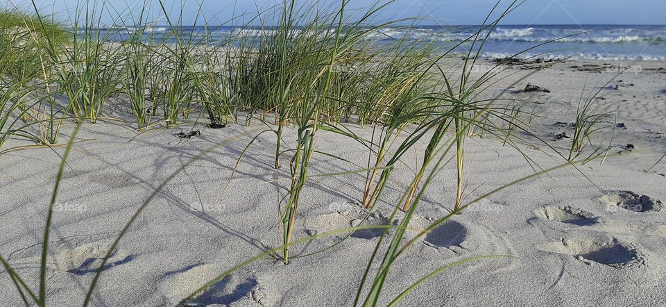 Beach grass