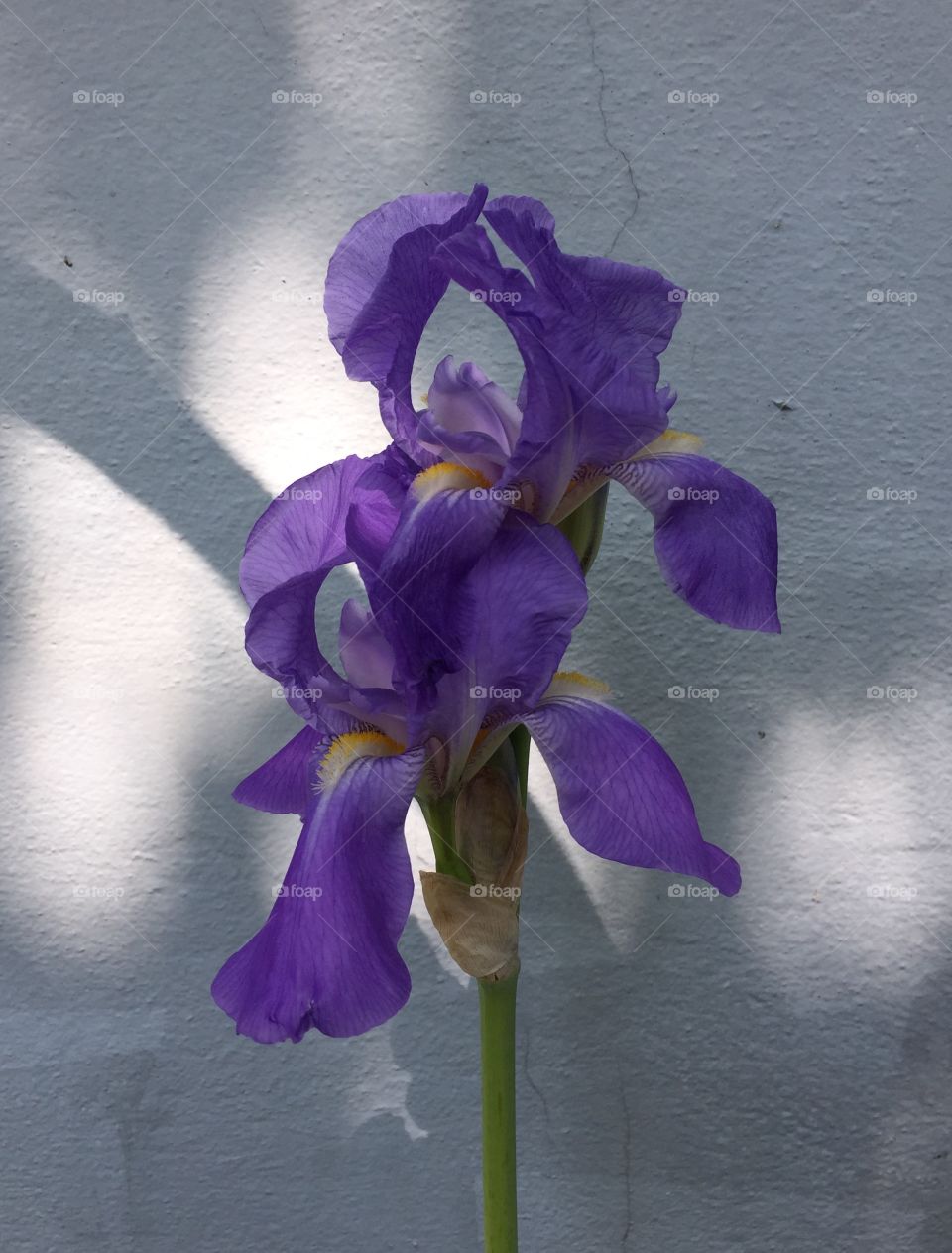 Iris