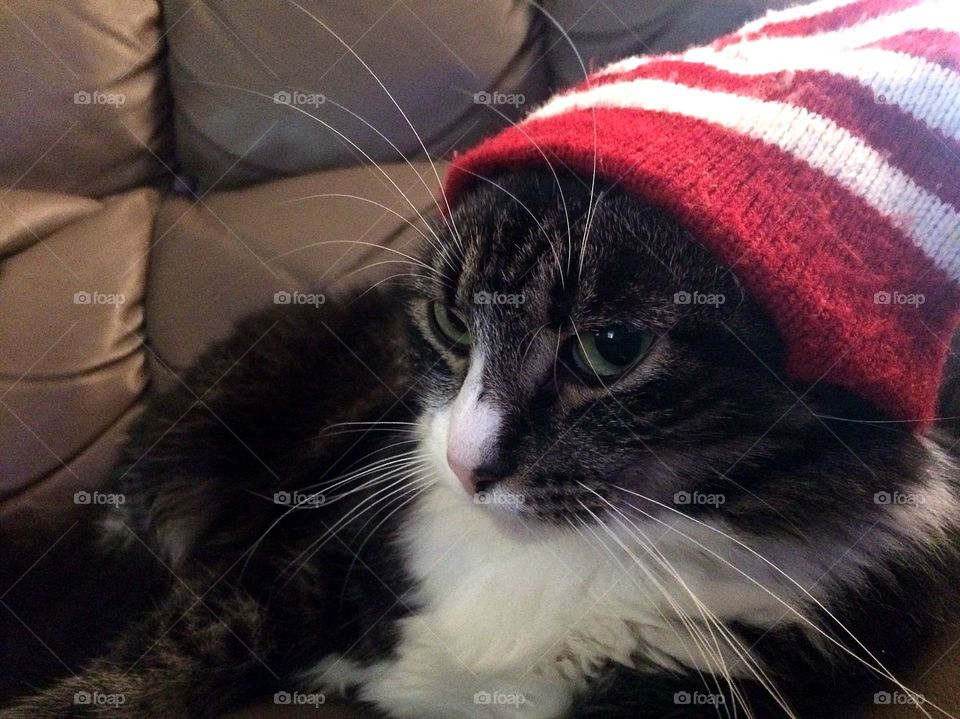 Christmas hat on ready for my toys