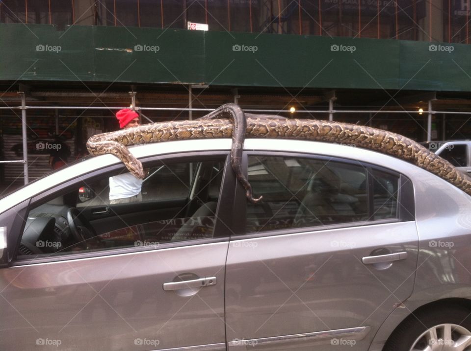 Forget rats in the subway, there are snakes on cars 
