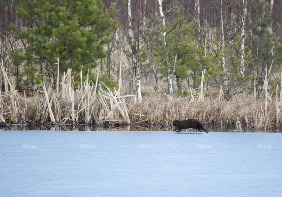 Mink running on the ice of forest lake - mink springer på isen - skog