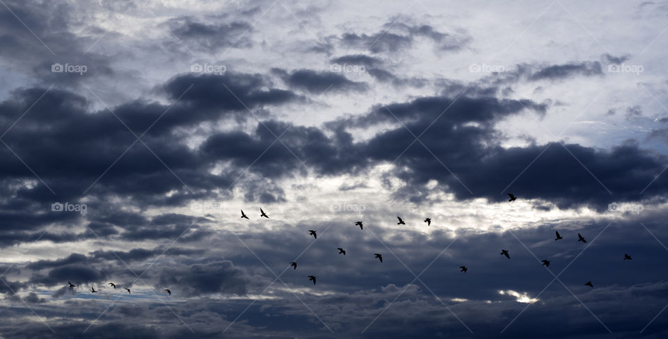 Birds in the sky