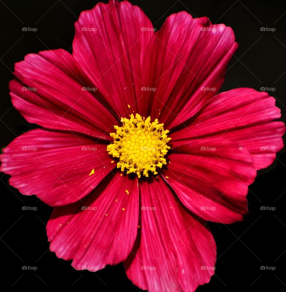 Pink Flower