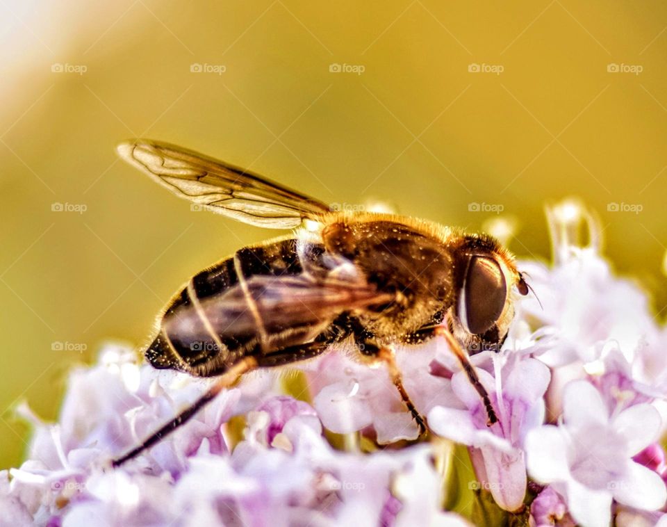 close-up macro picture bee looking for honey on pink small flowers