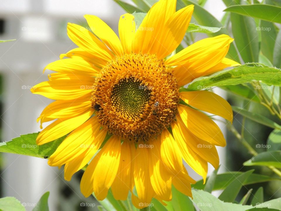 The details, the vibrant color, the leaves and the bee make this photo a beautiful composition of nature.