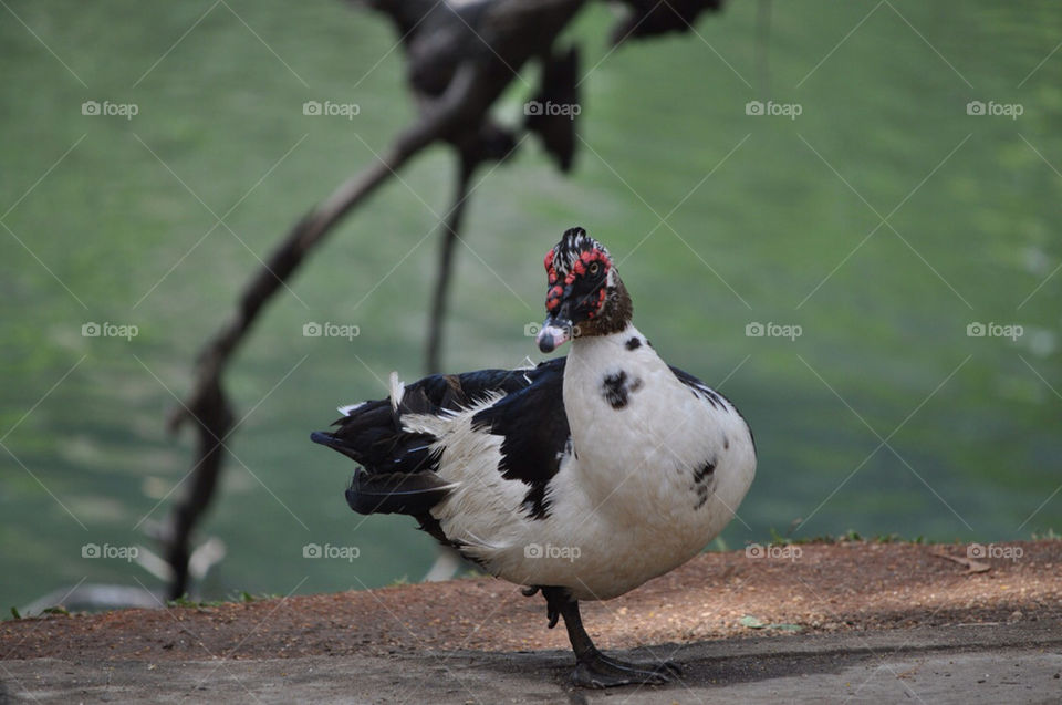 animal mammals chicken sri by irallada