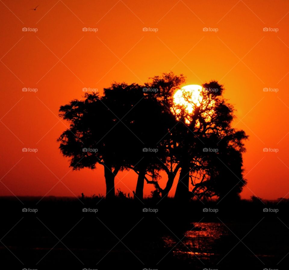 Sunset African Plain