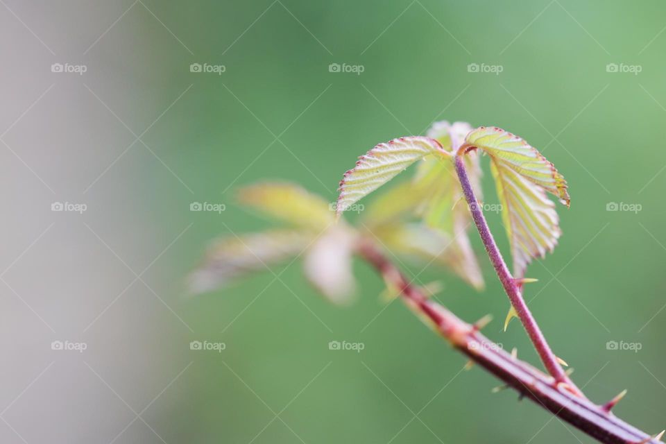 Close up of green leaves