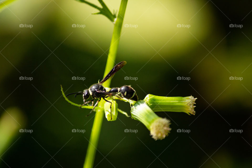 Fraternal Potter Wasp