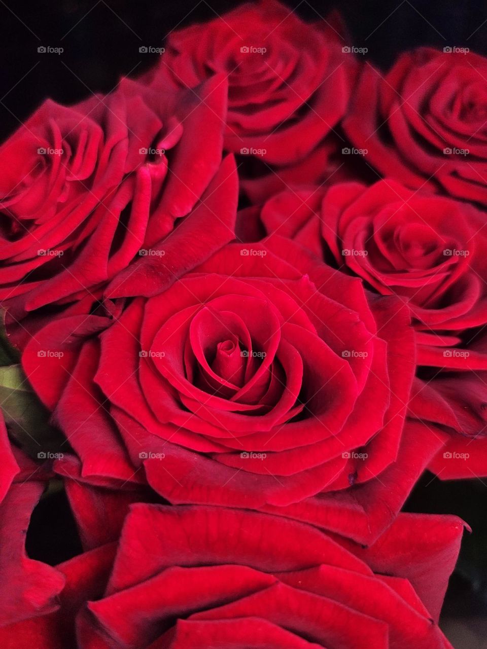 Macro photo of roses growing in the garden