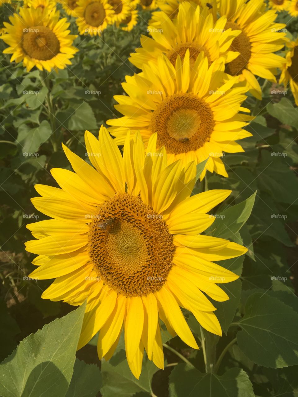 Sunflowers and bees