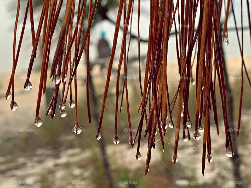 Fall Wins - Each water droplet hangs delicately from the surface of the needle, like a jewel nestled down in a safe place. The drops cling to the slender tips, suspended in a delicate dance between gravity and cohesion