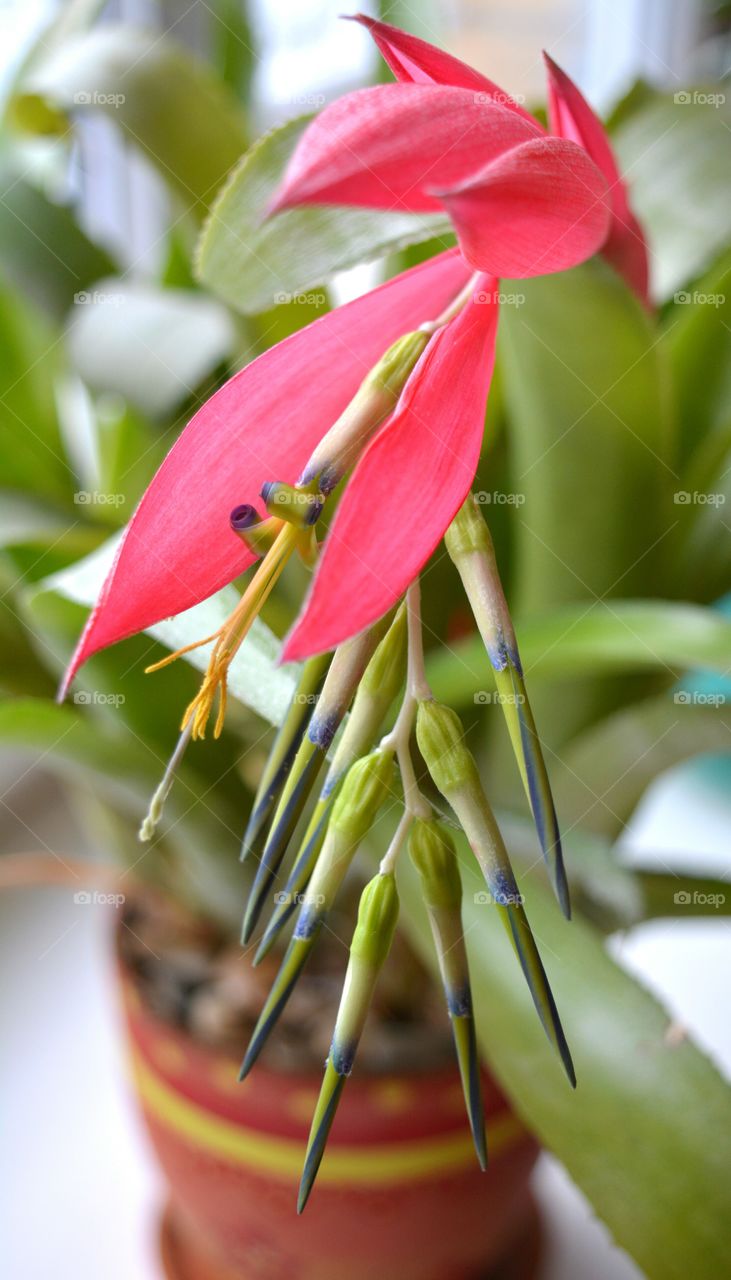 Nature, Flower, No Person, Leaf, Flora