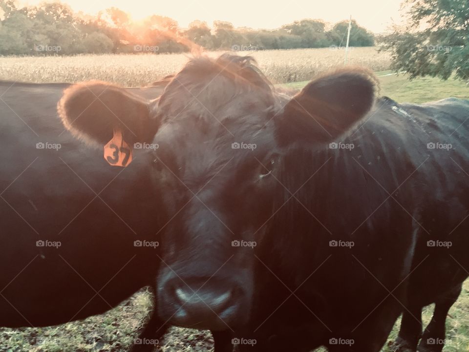 A black steer looking at the camera with a blurred cornfield ready for harvest in the background, sunlight streaming over trees in the distance