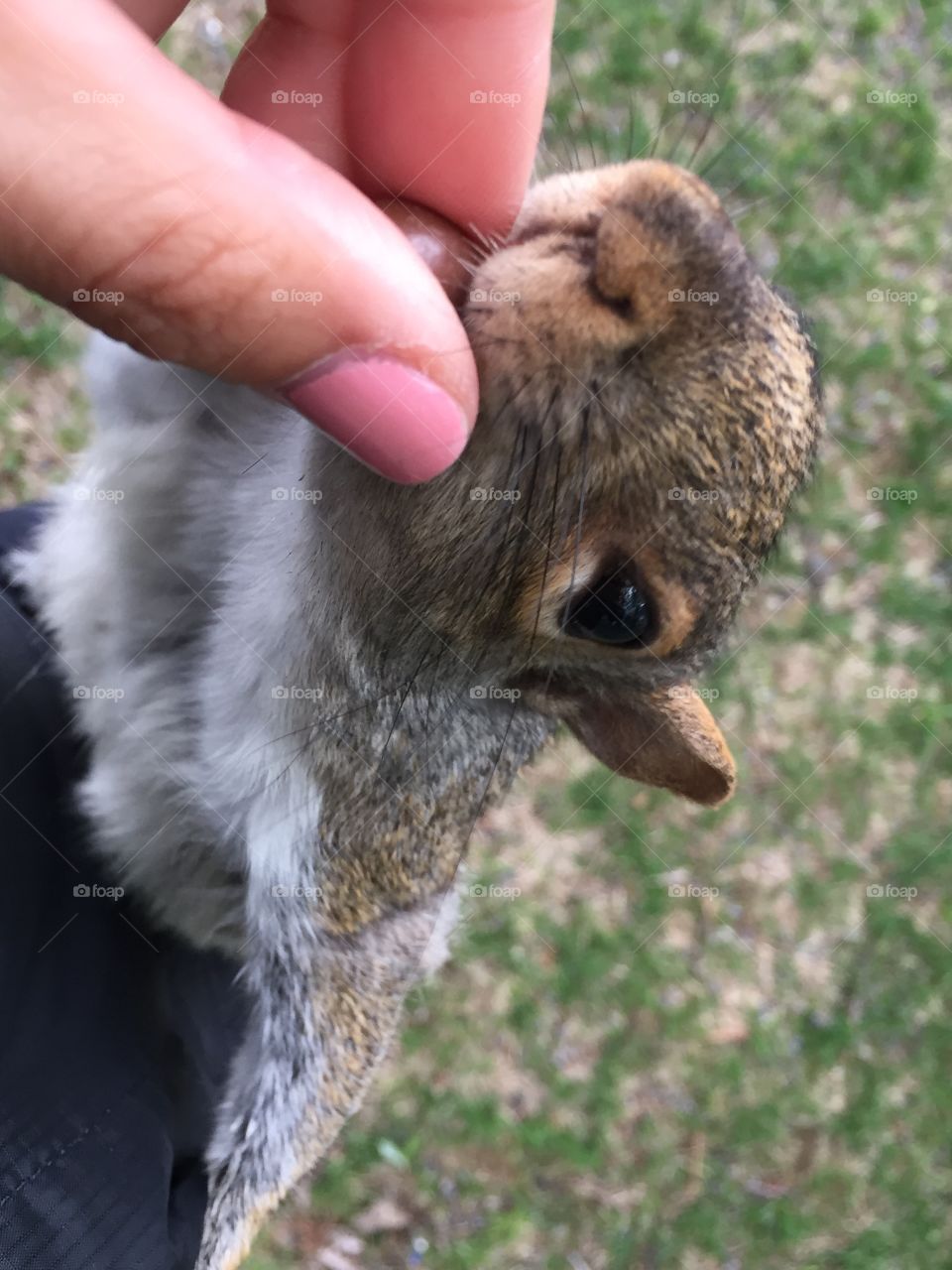 Squirrel 