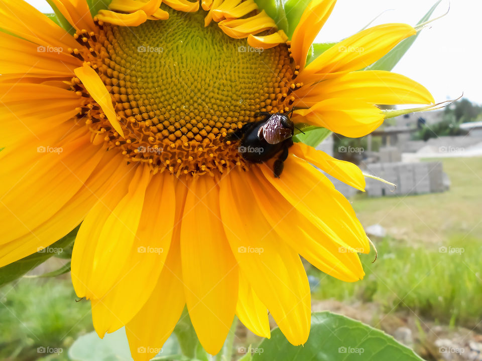 Bug On Sunflower