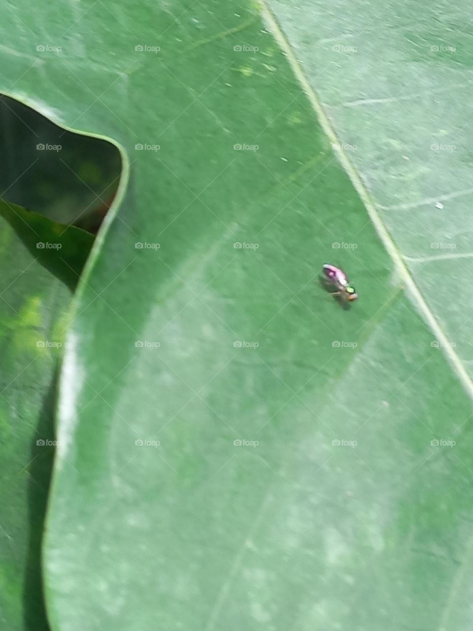 con trùng bé nhỏ.