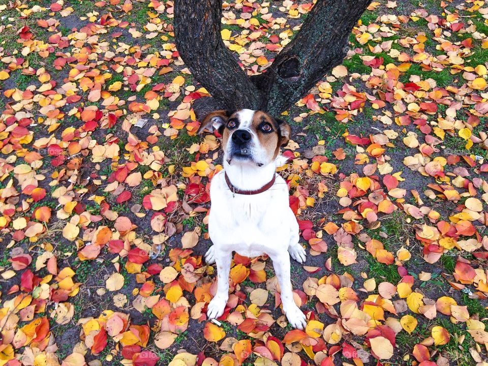 Cute puppy with horns made of tree sitting n the bright colorful leaves. 