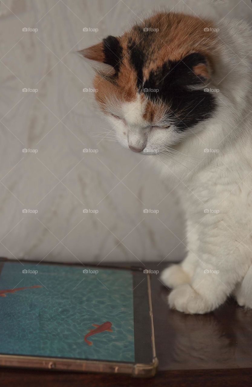 tricolor cat looks at the fish in the tablet