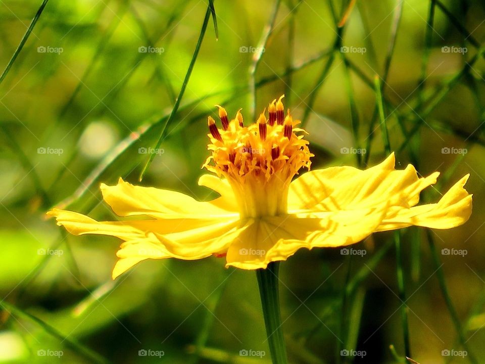 colour stories: yellow