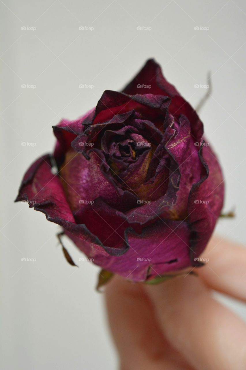 Flower, Rose, Wedding, Nature, No Person