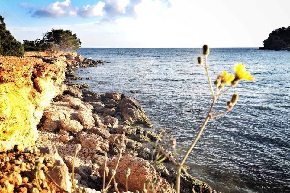 Yellow flower by a rocky coast