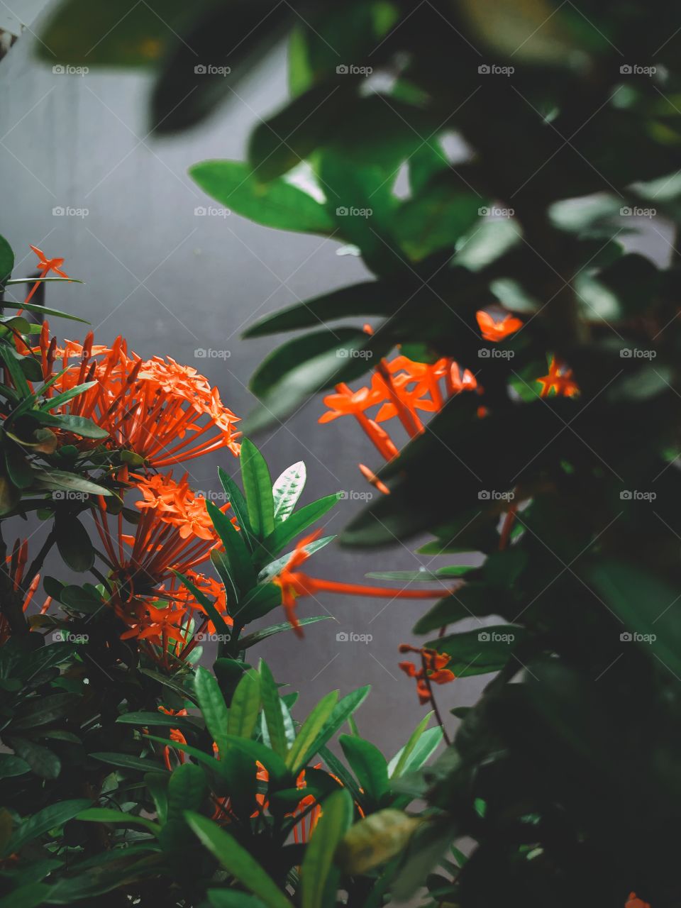 Red flower and green leaves