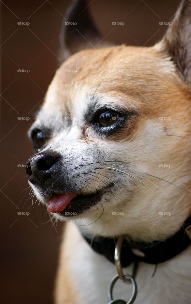 Chihuahua