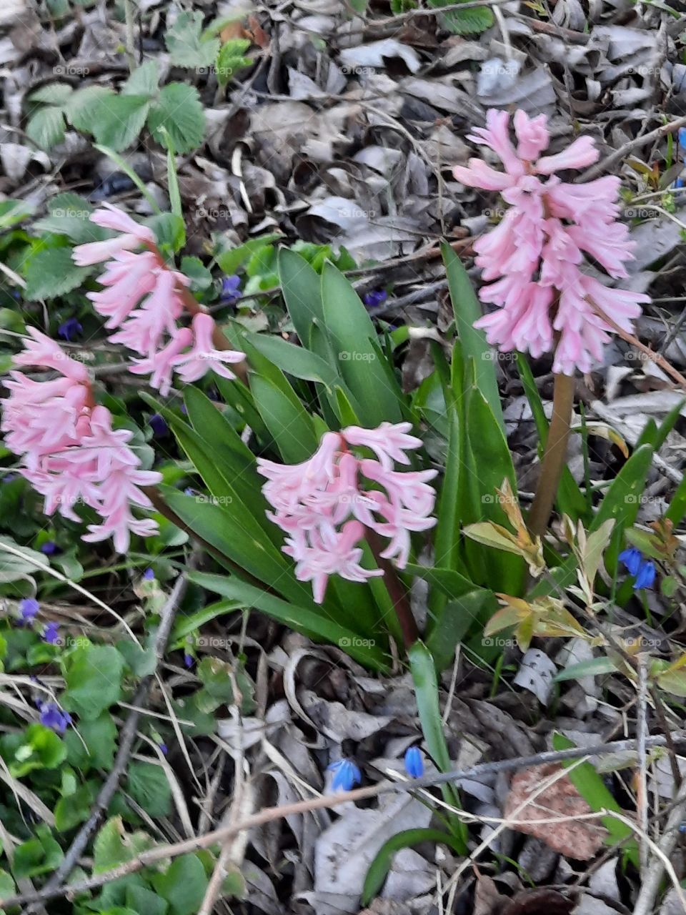 pink hyacinths in spring garden