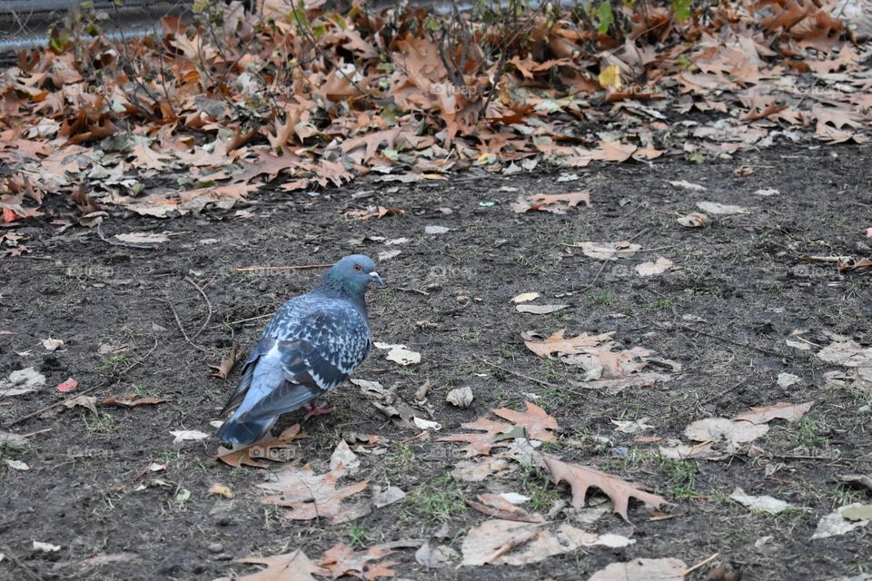 Pigeon in the park