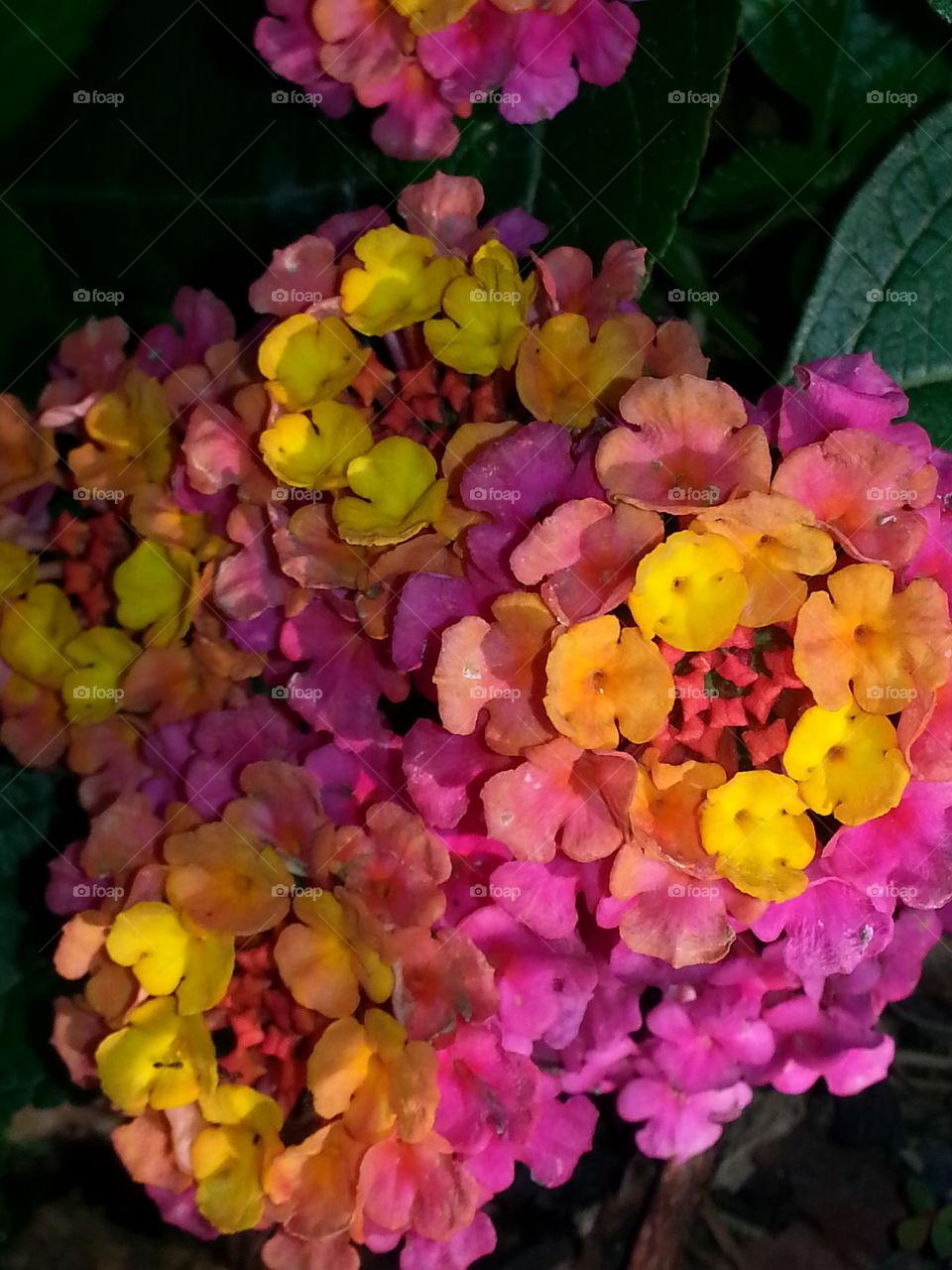 Lantana