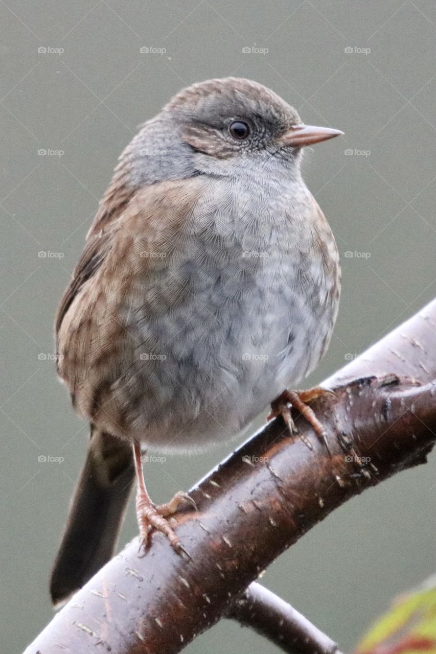 Dunnock