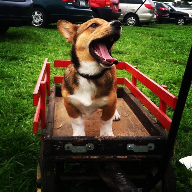 Puppy Growl