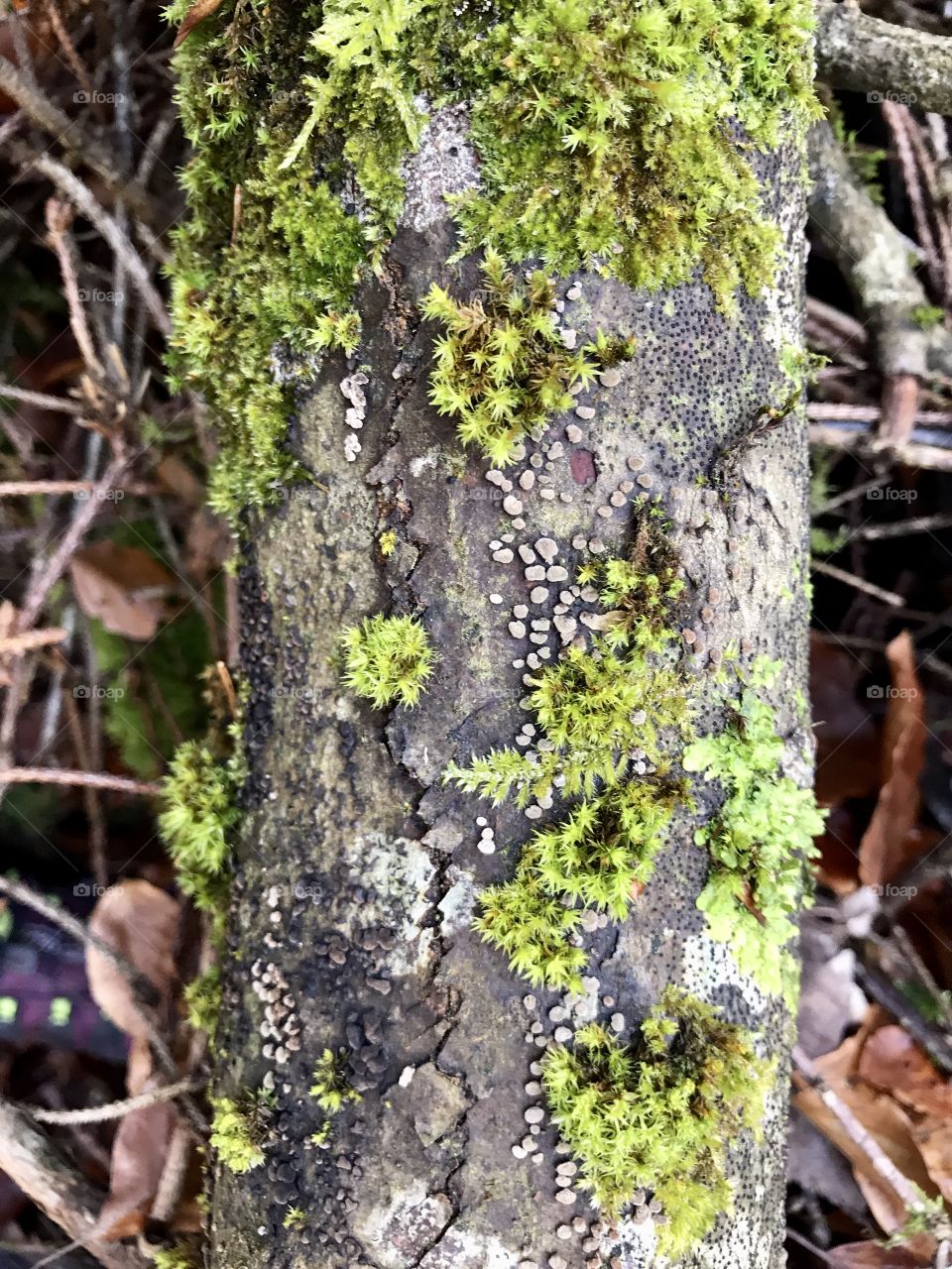 Steibachweiher Moss and Mushroom 