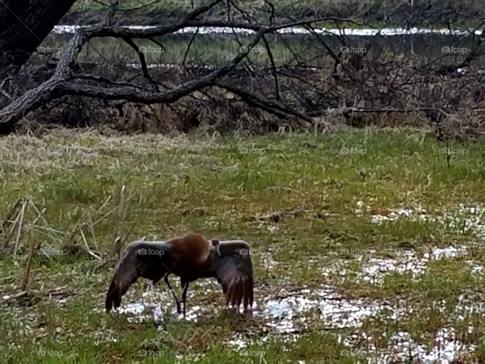 Driving the back Roads and enjoying everything around us.  A Sandhill crane